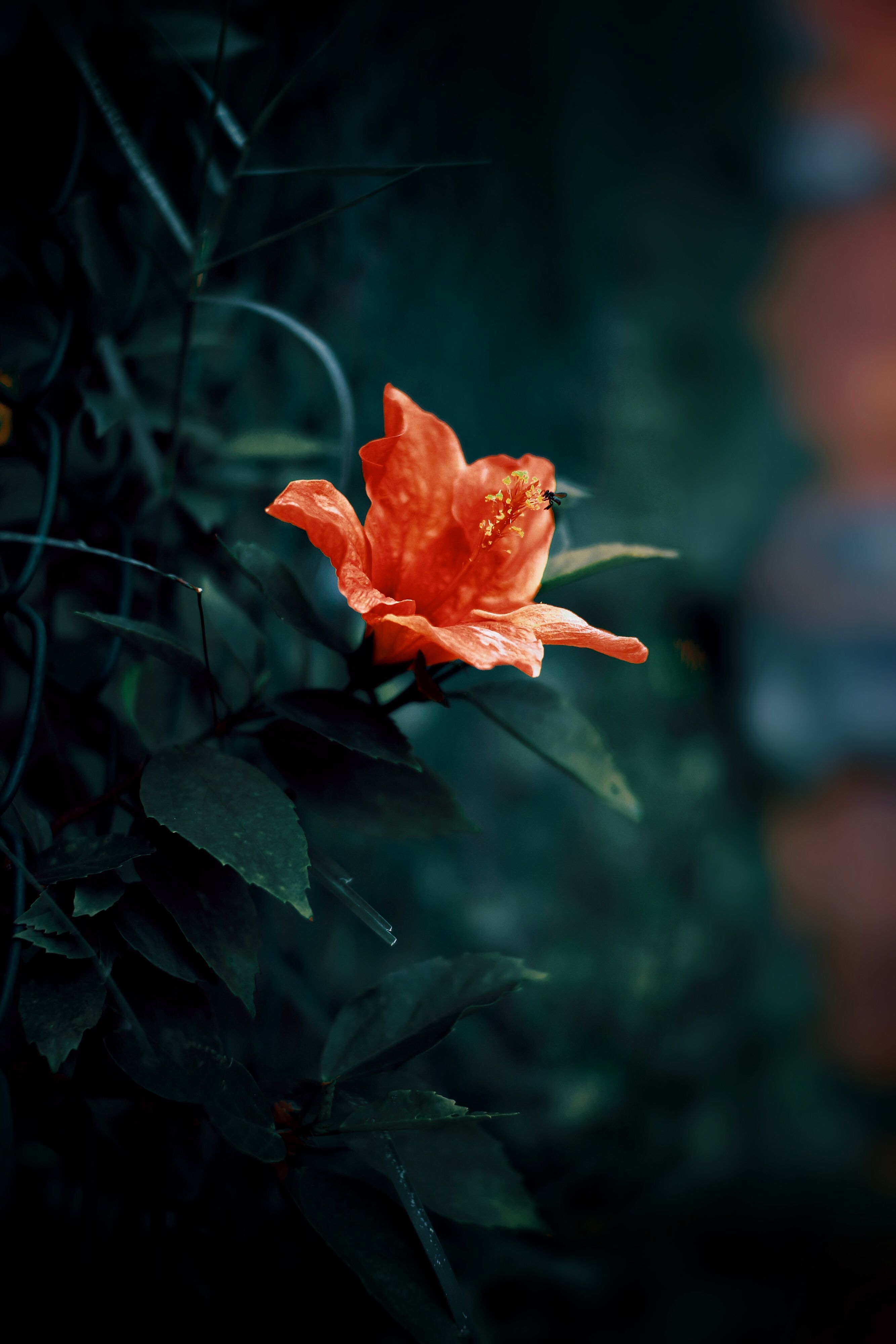 Rich red Hibiscus flower